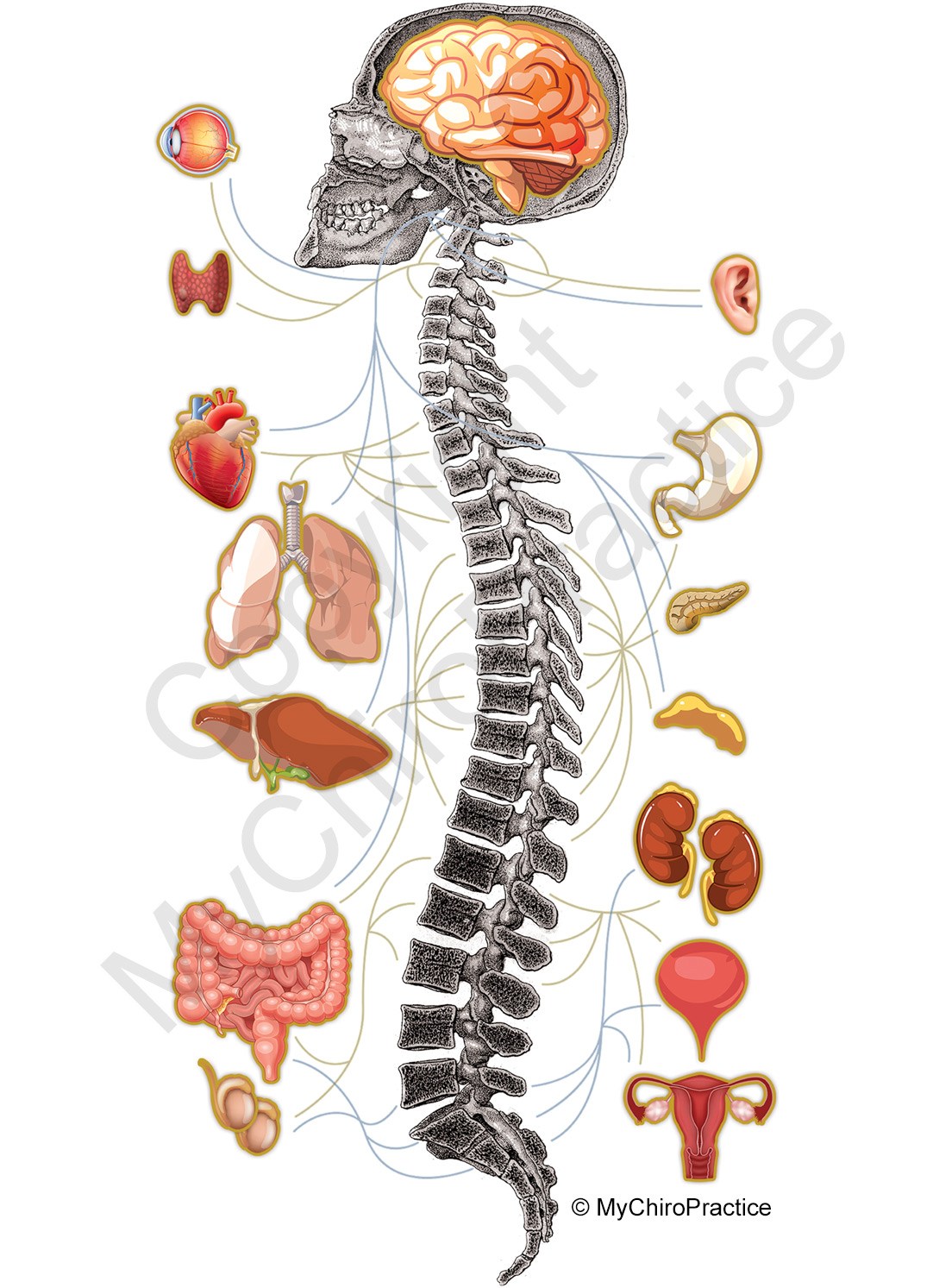 Spine and Nerve Chart by MyChiroPractice